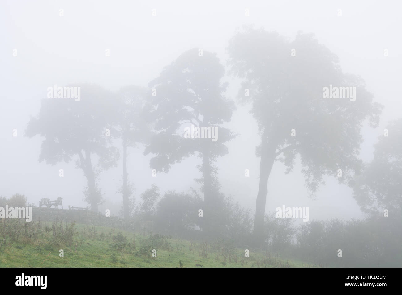 Fog landscape with trees hi-res stock photography and images - Alamy