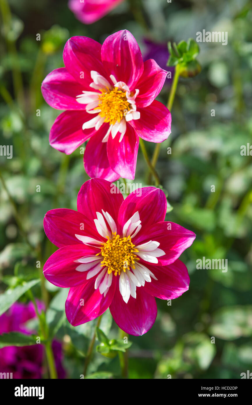 Dahlia blooms hi-res stock photography and images - Alamy