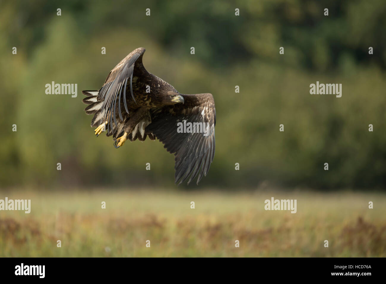 White tailed Eagle / Sea Eagle ( Haliaeetus albicilla ), young, taking off, in powerful flight in front of the edge of a forest. Stock Photo
