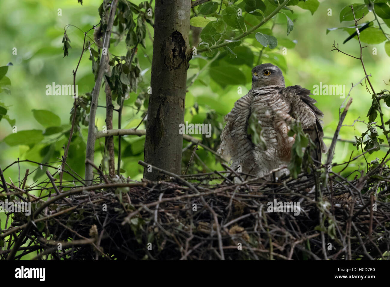 Sparrowhawk / Sperber ( Accipiter nisus ), female adult, resting on the edge of its hidden nest, ruffling its feathers, frontal view. Stock Photo