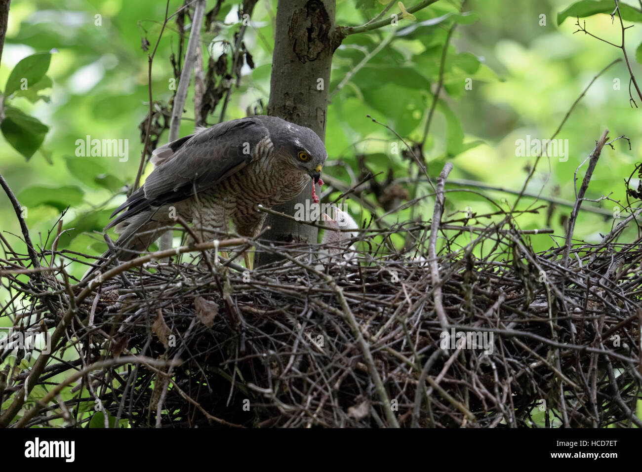 Sparrowhawk / Sperber ( Accipiter nisus ), female, feeding its offspring with small pieces of prey, young chick begging for food. Stock Photo