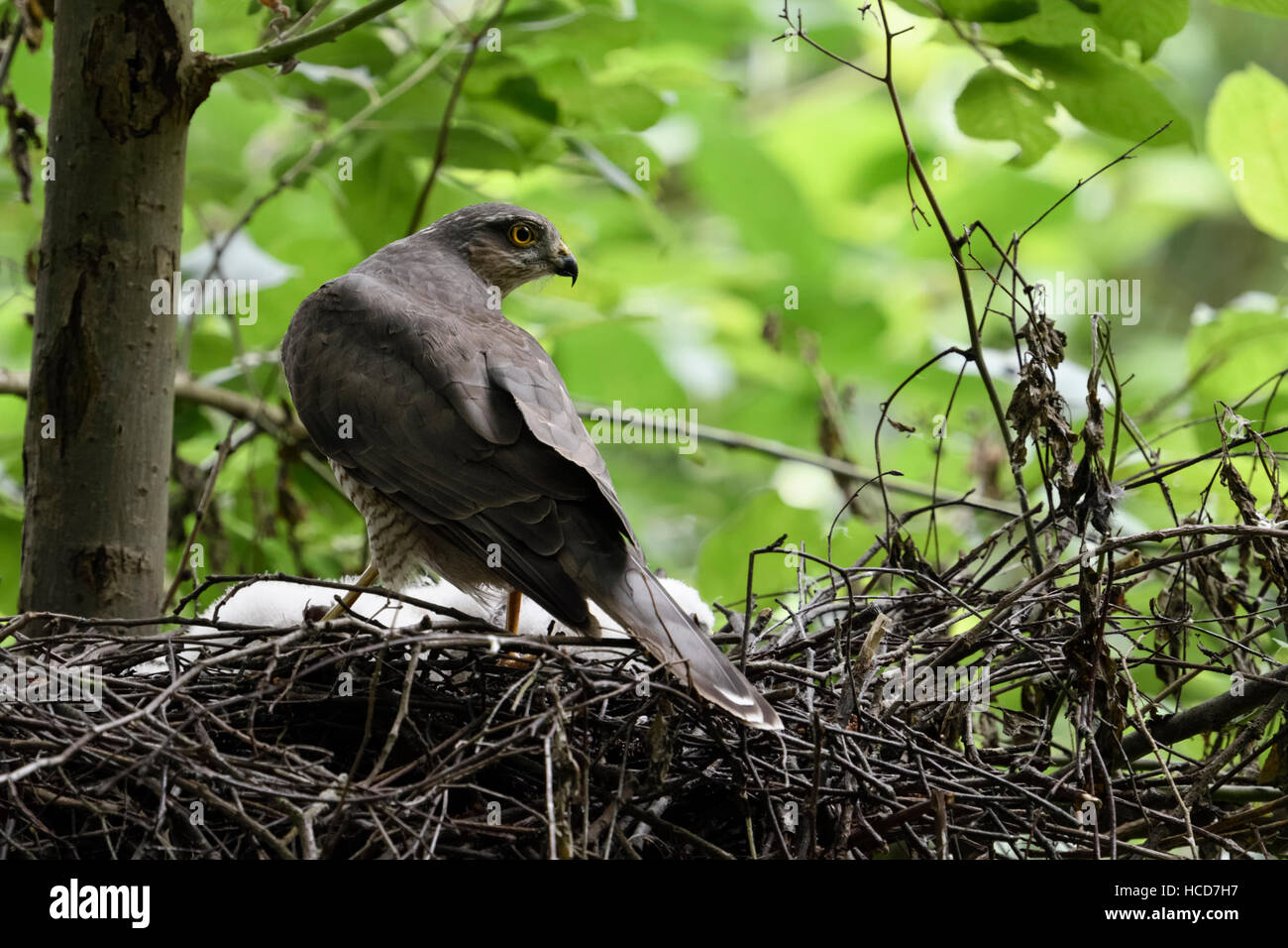 Sparrowhawk / Sperber ( Accipiter nisus ), female adult, standing on the edge of its nest, watching back over shoulder, backside view. Stock Photo