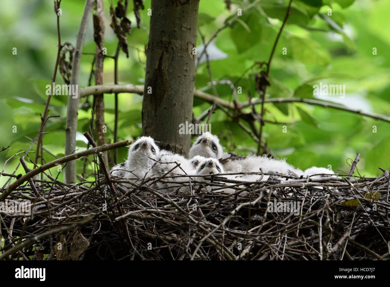 Sparrowhawks ( Accipiter nisus ), cute young chicks, lying in their eyrie, watching up to the sky, seems to be frightened. Stock Photo