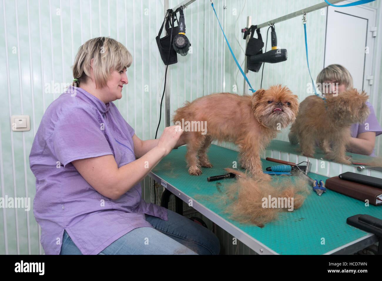 Woman groomer makes trimming Brussels Griffon Stock Photo