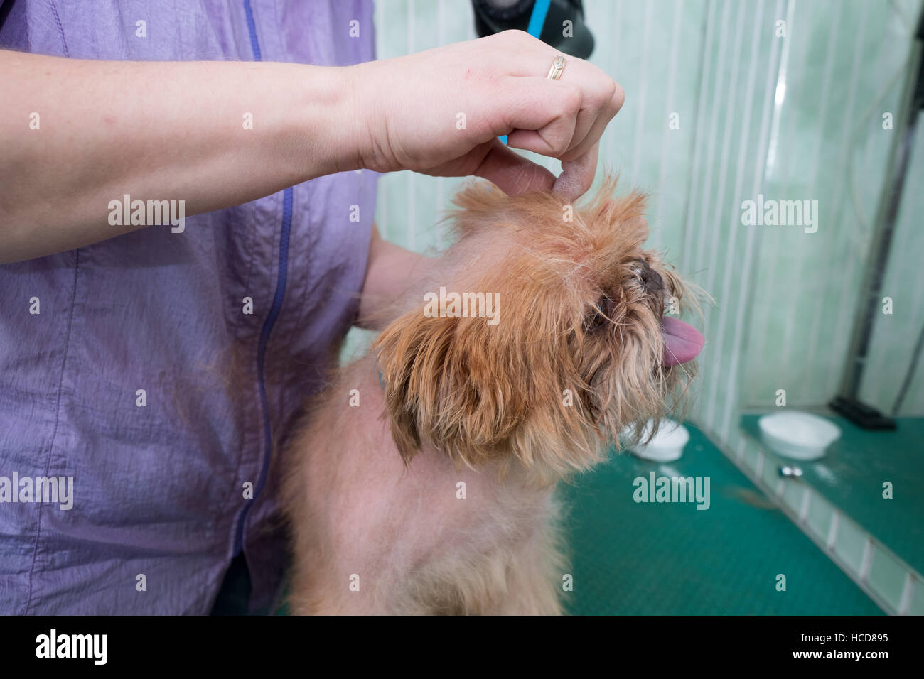 Woman groomer makes trimming Brussels Griffon Stock Photo