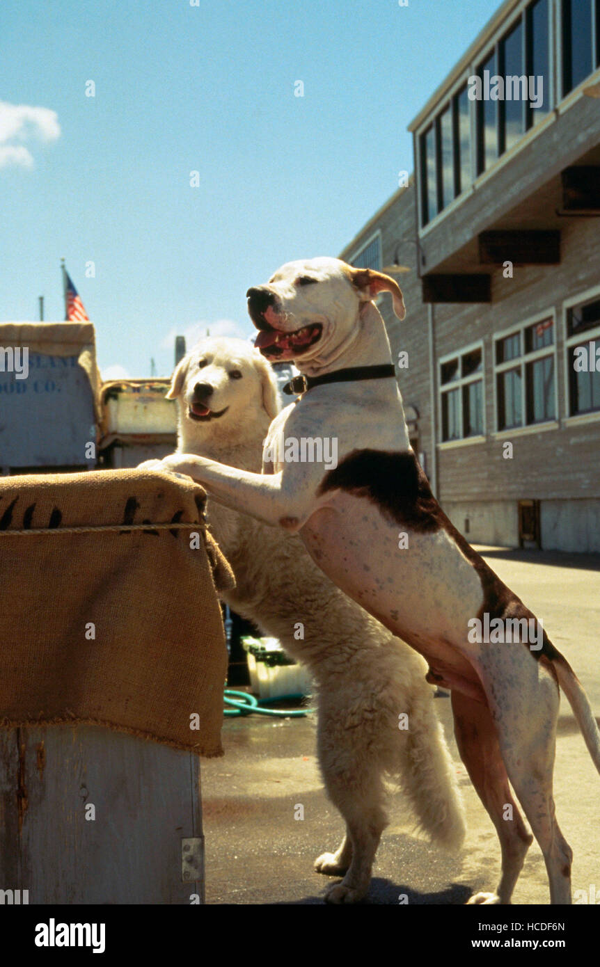 HOMEWARD BOUND II LOST IN SAN FRANCISCO, Chance (front), Delilah, 1996, © Buena Vista/courtesy