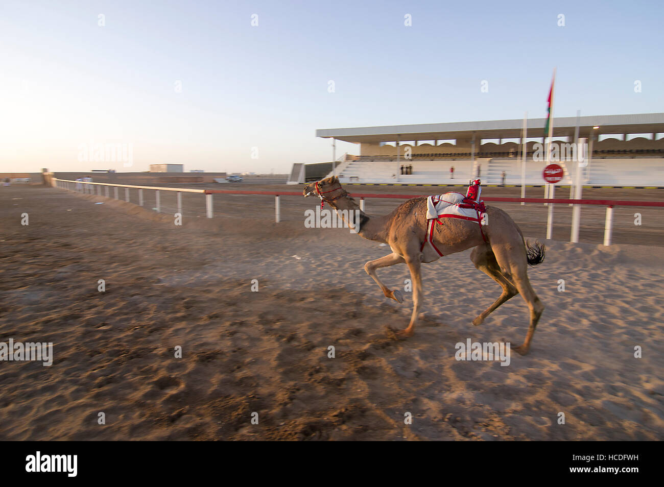 Camel with a robot jockey in the saddle approaching the finish line in a camel race on a racetrack in Oman. Stock Photo