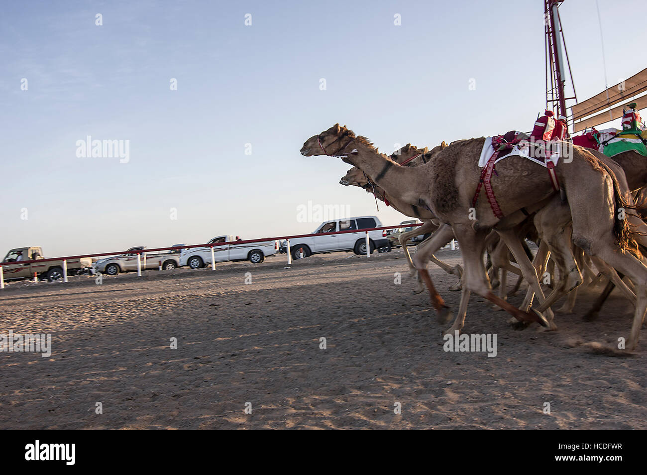 Camels bolting out of the starting gate in a camel race in Oman. SUV audience in the background, robot jockeys on the camels Stock Photo