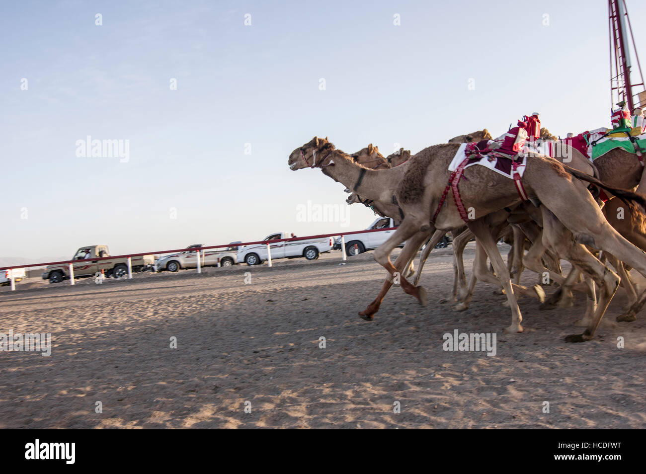 Camels bolting out of the starting gate in a camel race in Oman. SUV audience in the background, robot jockeys on the camels Stock Photo