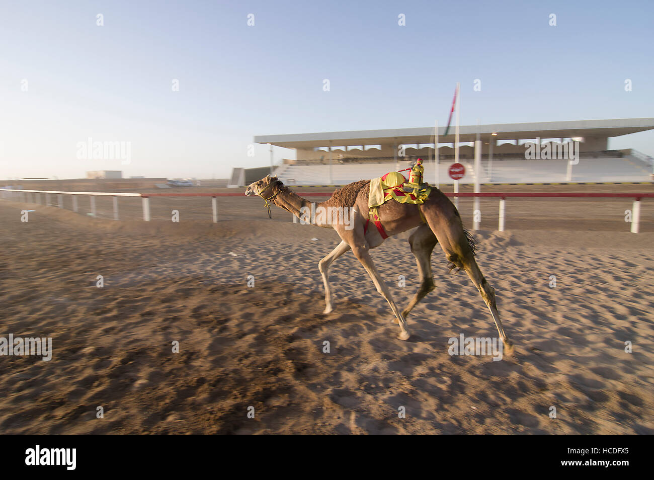 Camel with a robot jockey in the saddle approaching the finish line in a camel race in Oman Stock Photo