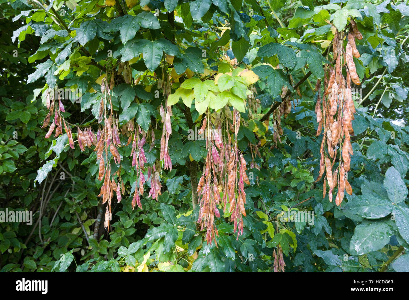 Laburnum alpinum, golden chain, seeds Stock Photo Alamy