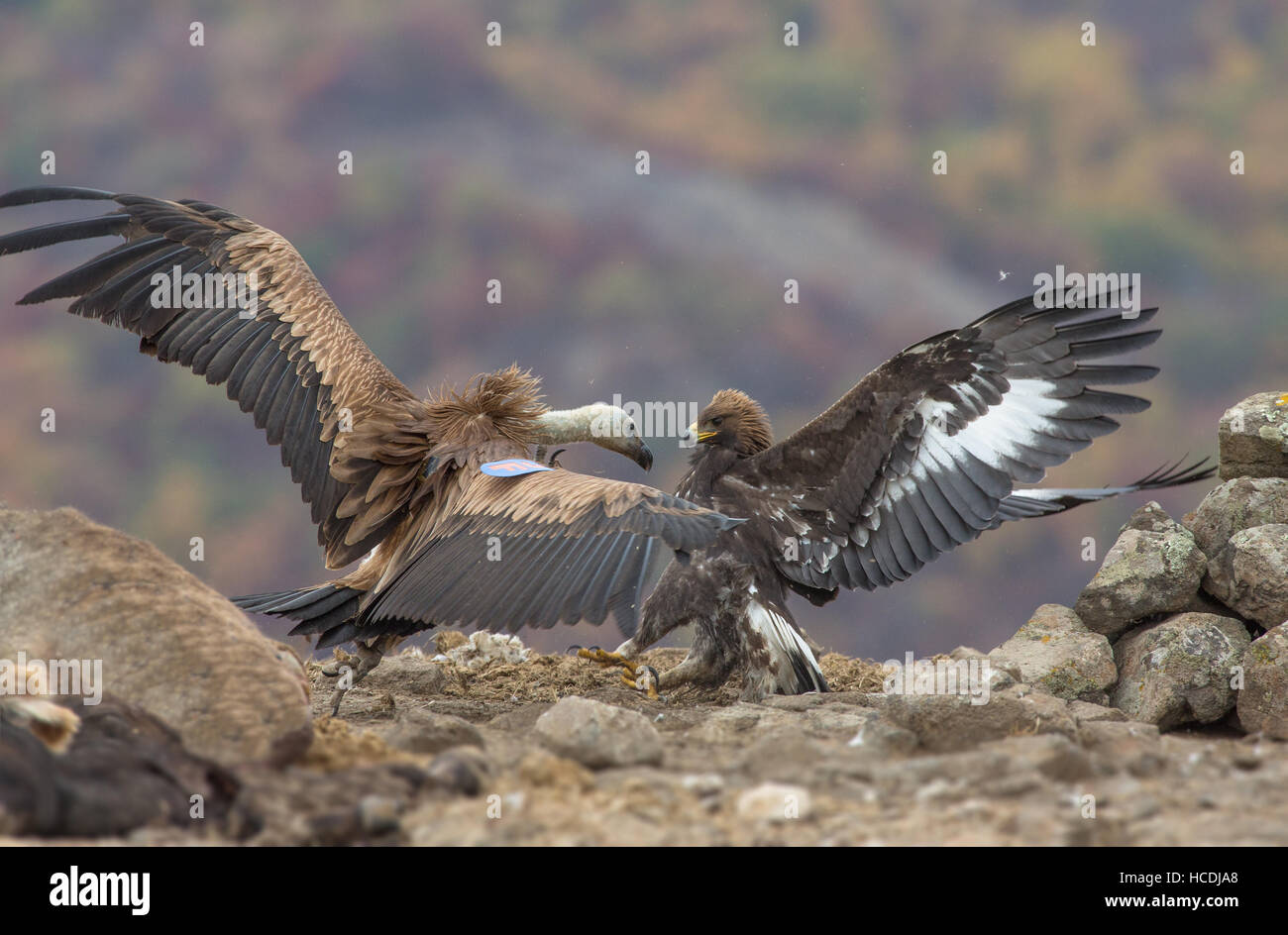 white backed vulture VS golden eagle fighting for food Stock Photo