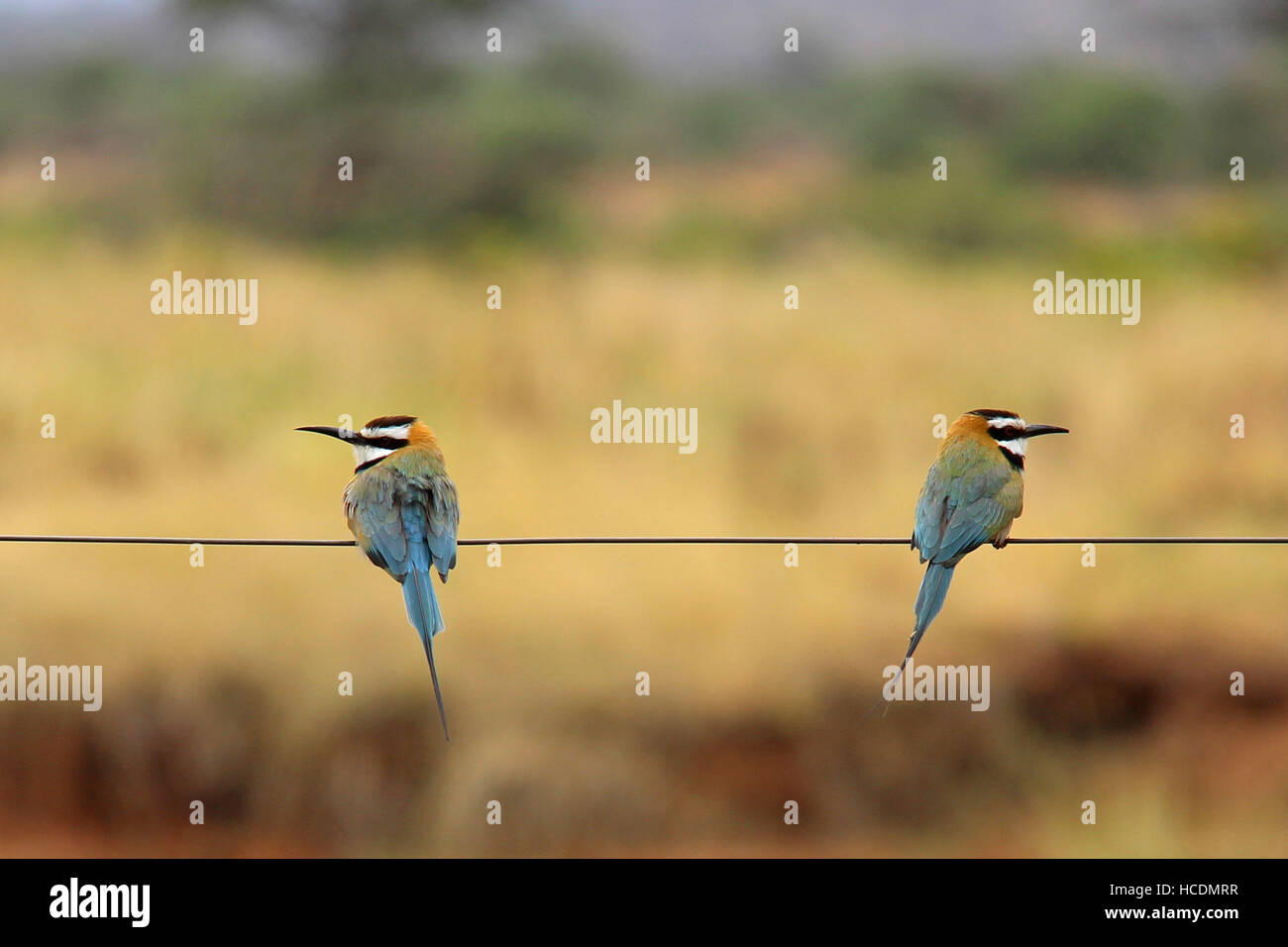 Two bee-eaters (meropidae) sitting on a wire in Samburu National Reserve (Kenya) looking away from each other Stock Photo