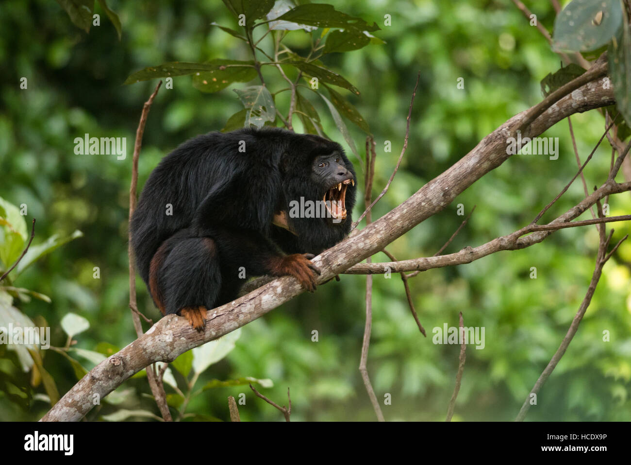A vulnerable Red-handed Howler Monkey (Alouatta belzebul) from the Amazon Rainforest Stock Photo