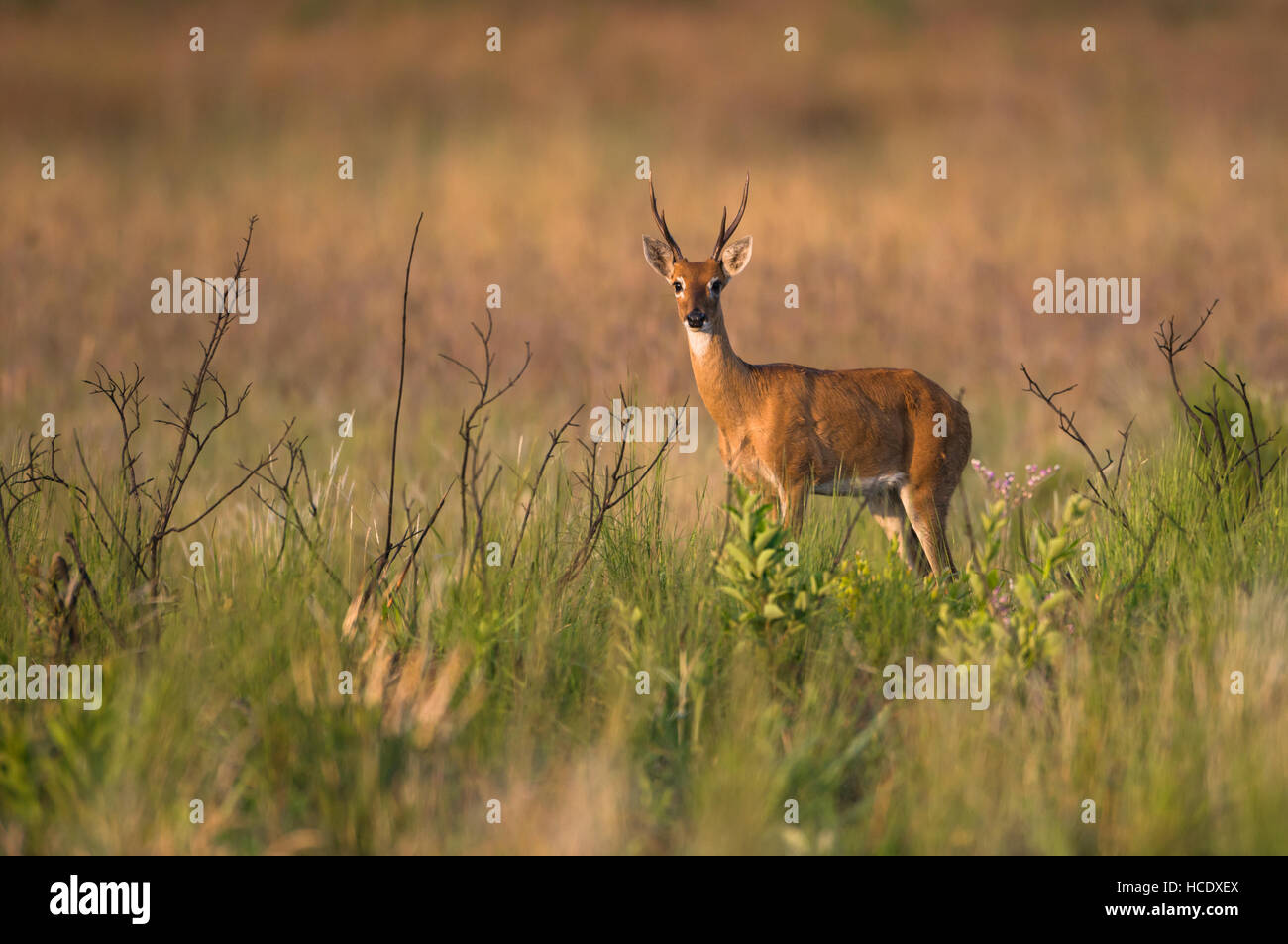 A young male Pampas Deer on the lush grasslands of Emas National Park in Brazil. Stock Photo