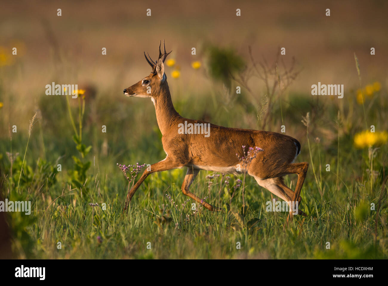 A young male Pampas Deer trotting on the lush grasslands of Emas National Park in Brazil. Stock Photo