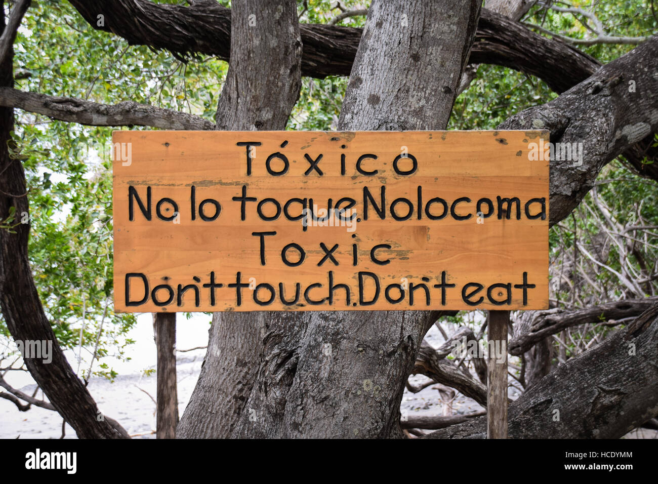 Warning sign of toxic plants and  manchineel trees on Playa Matapalo, Guanacaste, Costa Rica Stock Photo