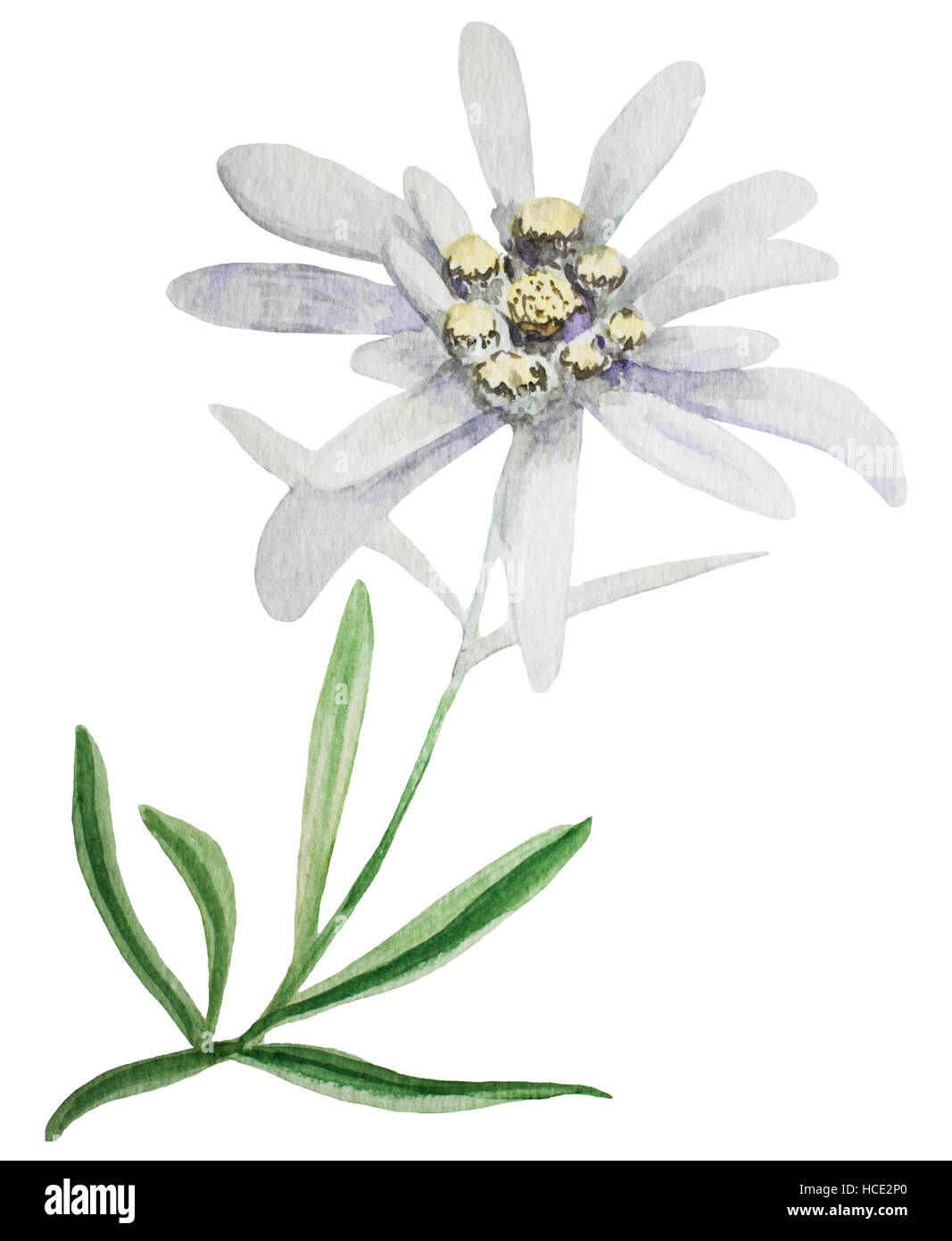 Edelweiss flower. Handmade watercolor painting illustration on a white