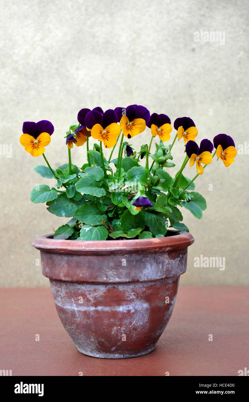 viola tricolor on pot Stock Photo