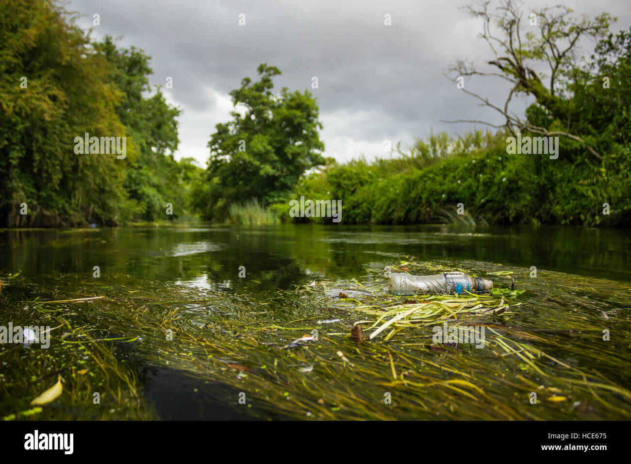 A plastic bottle caught up in the vegetation of the river Anker, Tamworth, Staffordshire, August 2014 Stock Photo