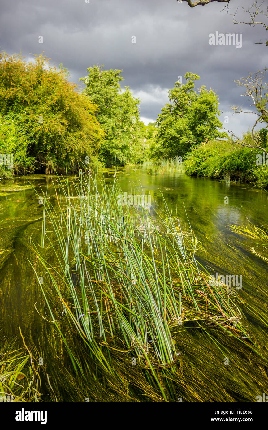 River sedge, growing above the surface of the river Anchor, Tamworth, Staffordshire, August 2014 Stock Photo