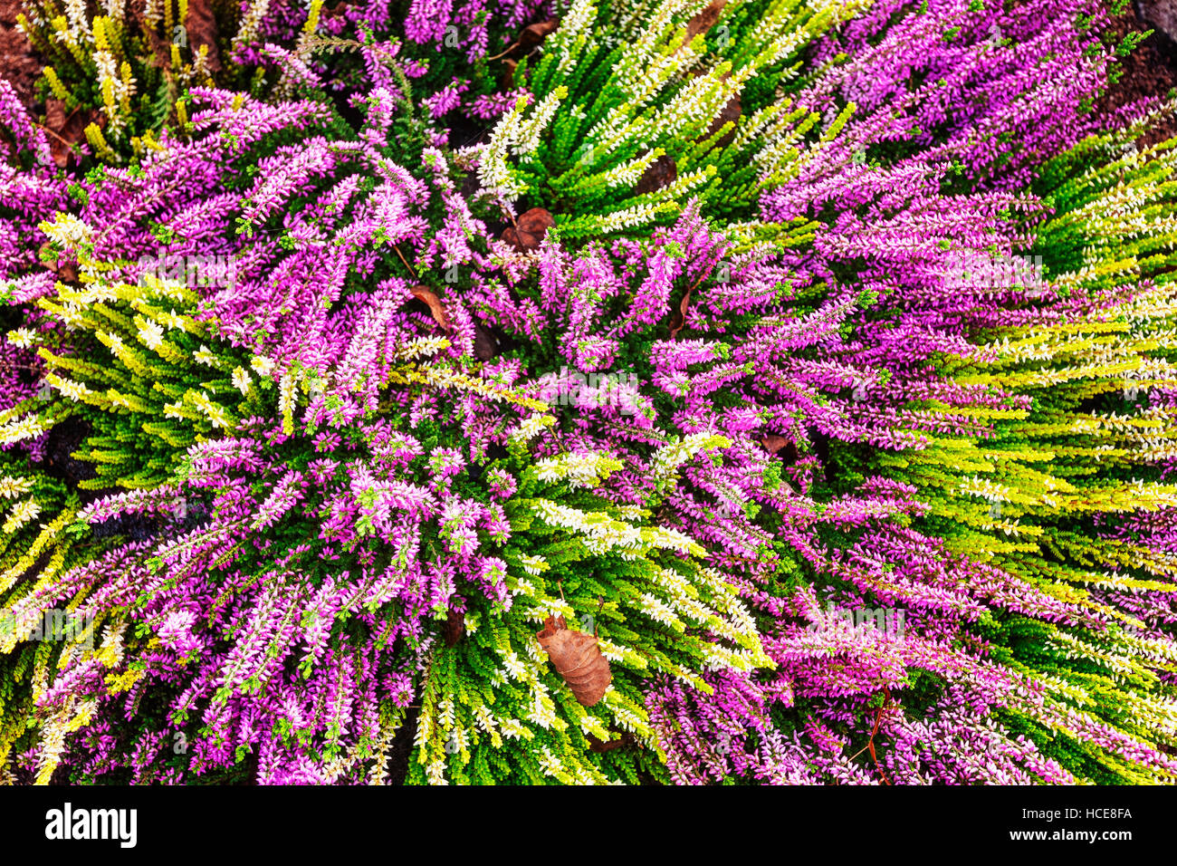 Flowerbed with pink and white heather flowers. Autumn arrangement. Floral background. Grave decoration. Top view Stock Photo