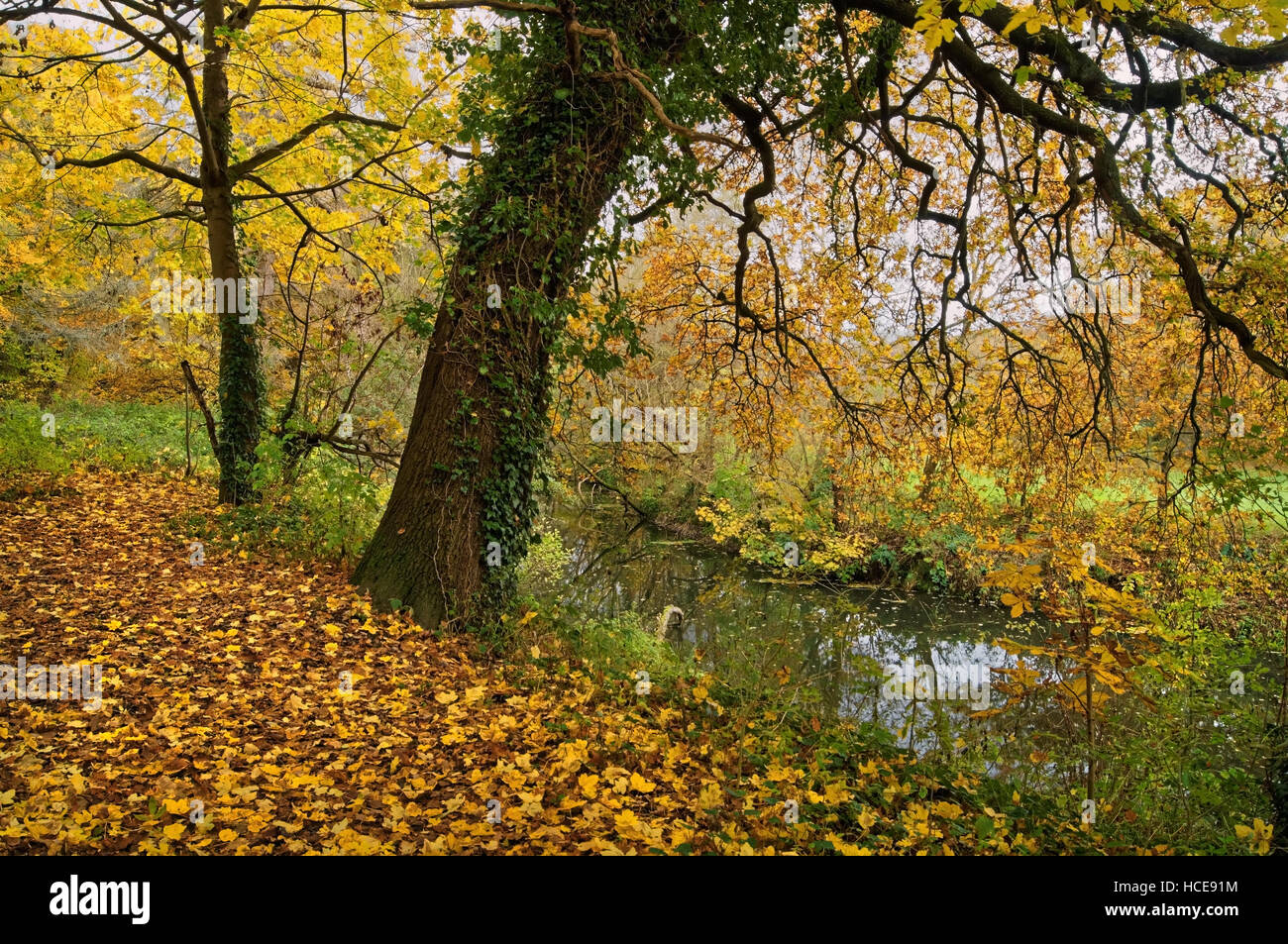 UK,Somerset,Yeovil,Yeovil Country Park,River Yeo and Riverside Walk with Autumn Colours Stock