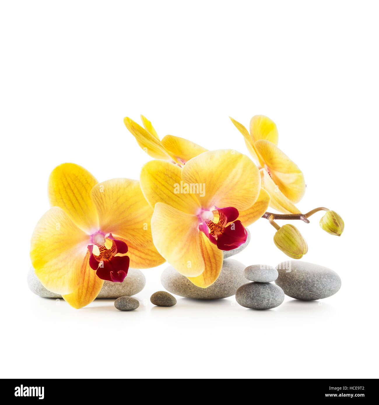 Yellow orchid flowers and spa stones isolated on white background clipping path included Stock Photo