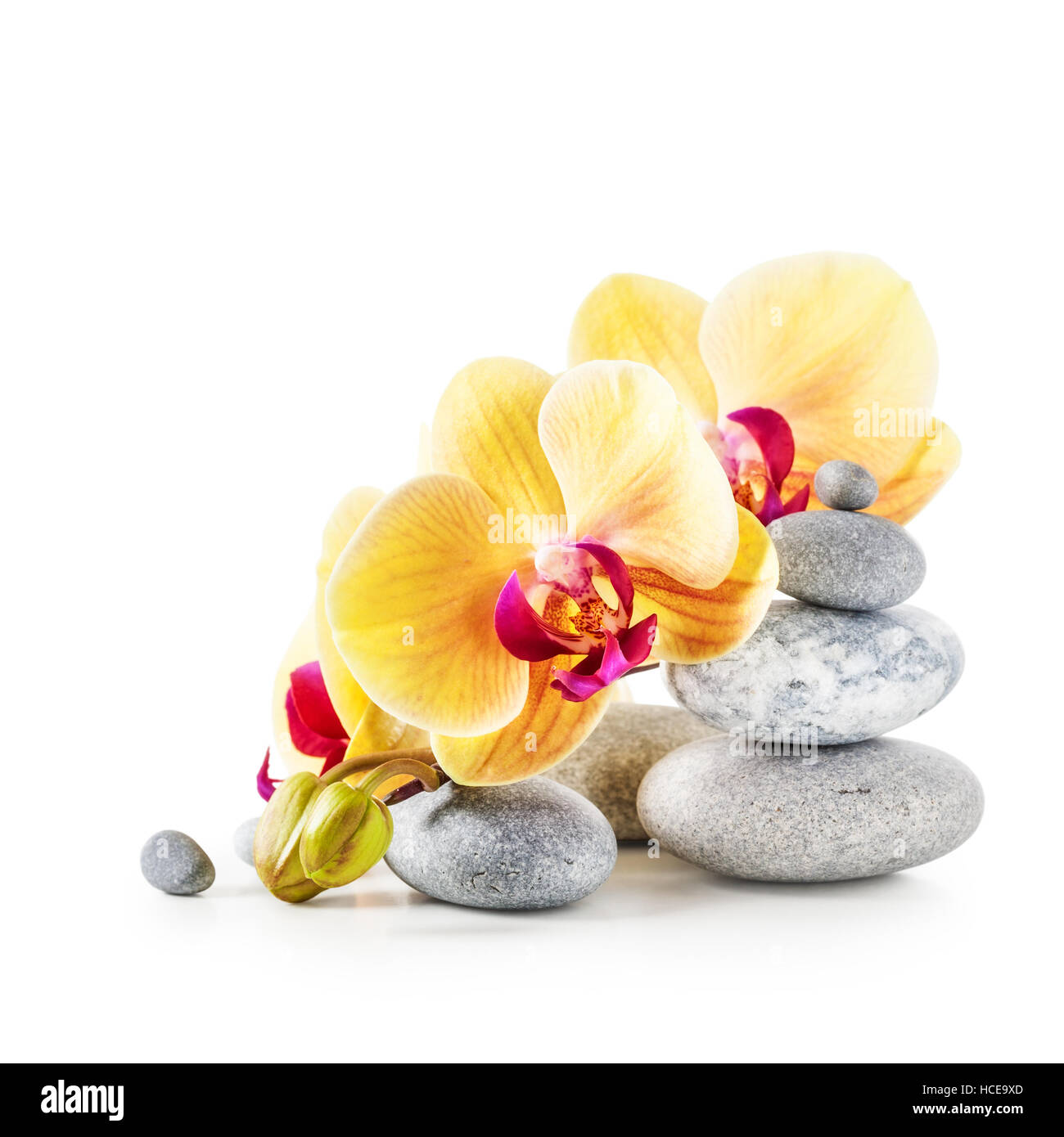 Yellow orchid flowers and spa stones isolated on white background clipping path included Stock Photo