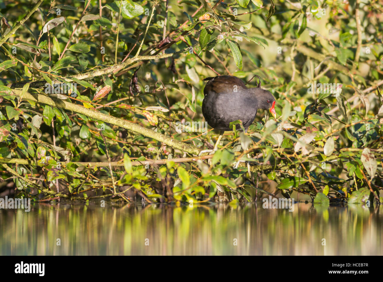 Overhanging willow branch hi-res stock photography and images - Alamy