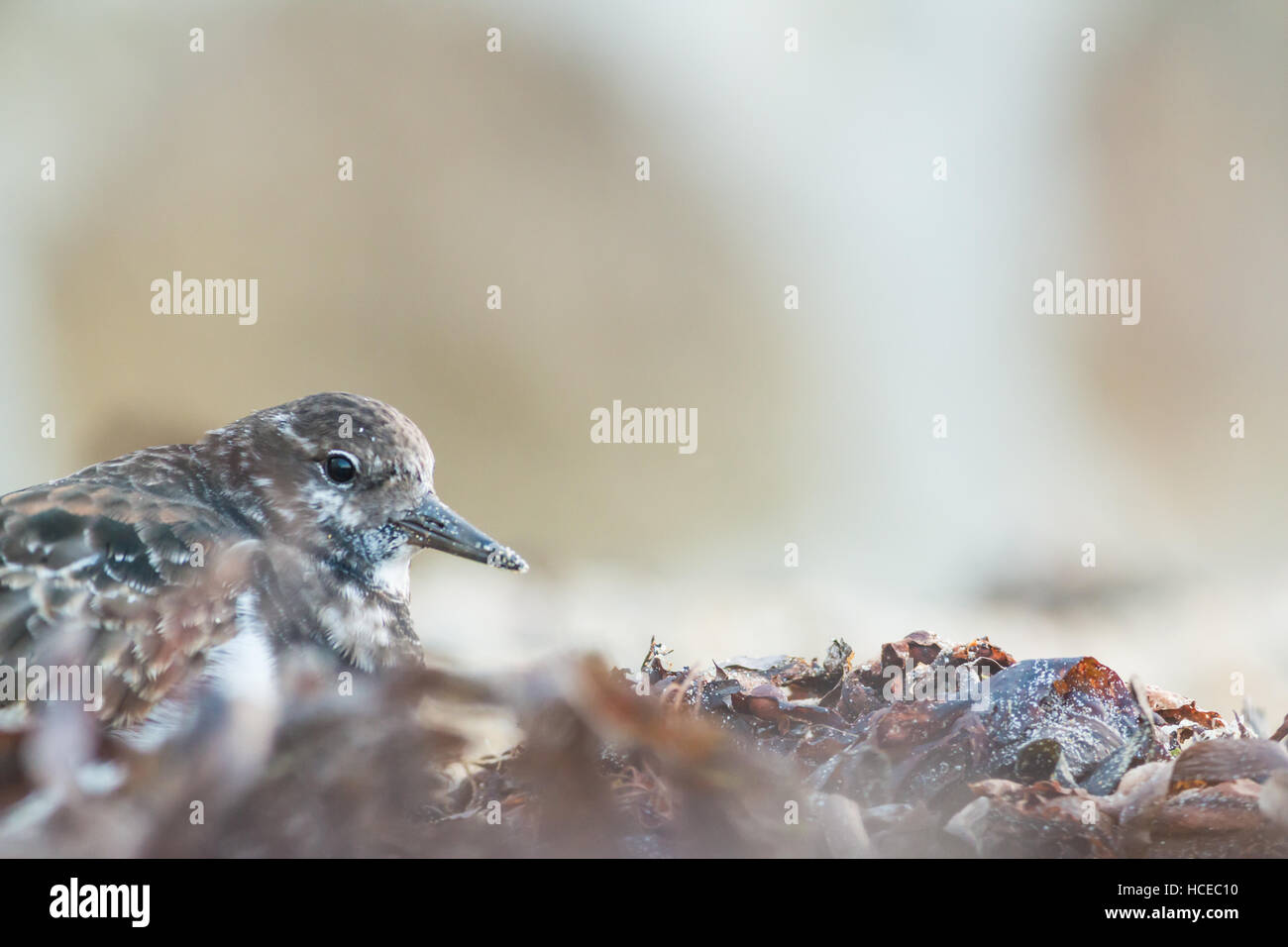 Turnstone Arenaria interpres, on Town Beach amongst the seaweed, St Mary's, Isles of Scilly, UK, October Stock Photo