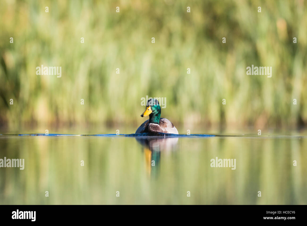 Mallard Anas platyrhynchos, an adult male swims across the calm surface of the lake, Tamworth, Staffordshire, September Stock Photo