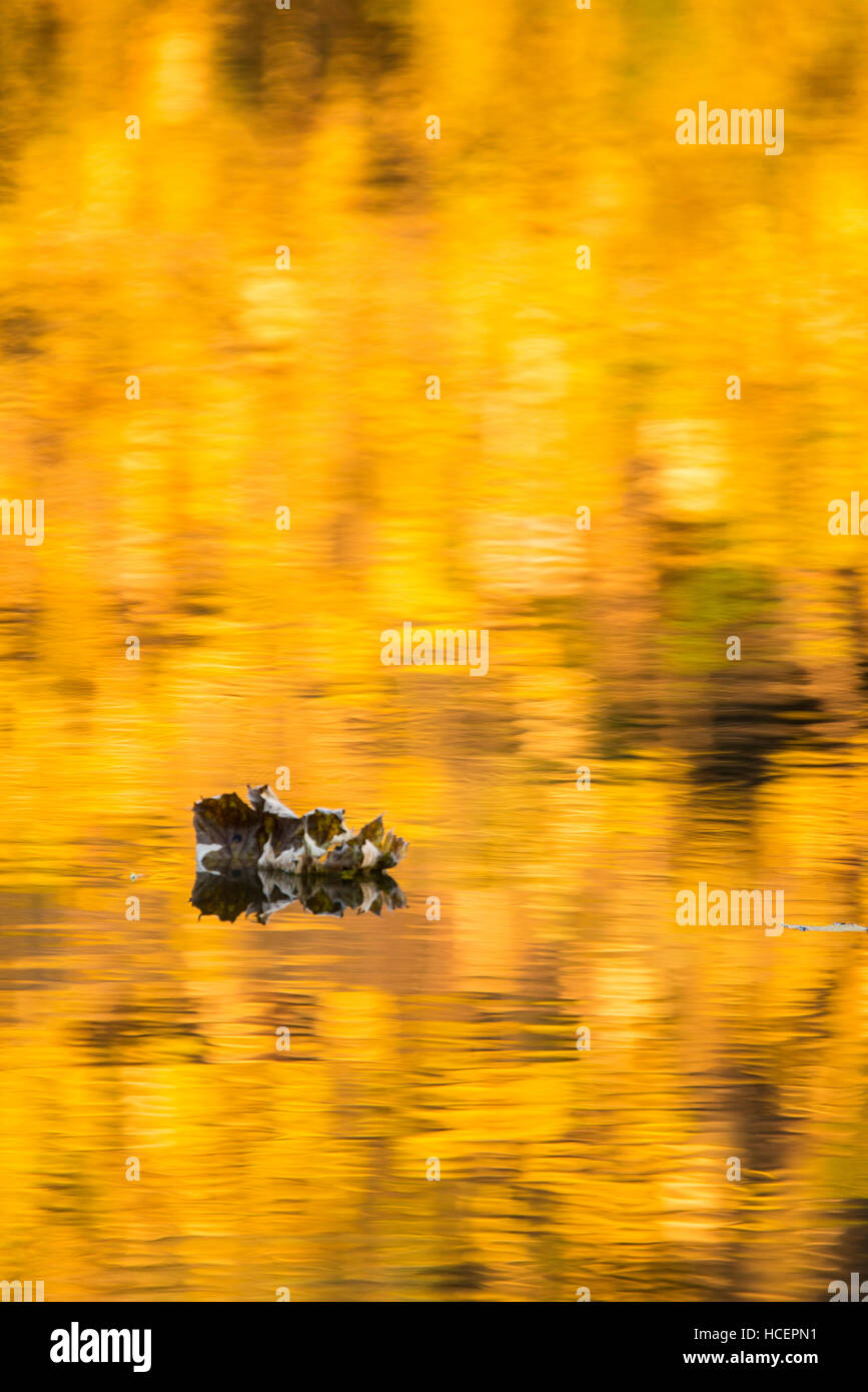 Floating autumn leaf hi-res stock photography and images - Alamy