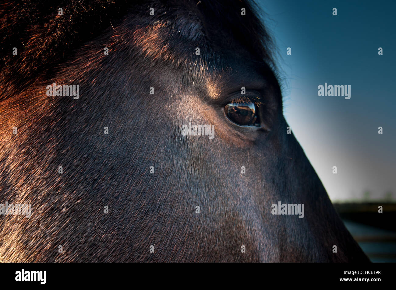 Grazing horses at winter sunrise Stock Photo