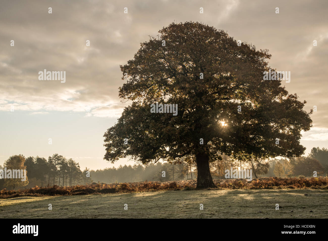 Oak tree at sunrise hi-res stock photography and images - Alamy