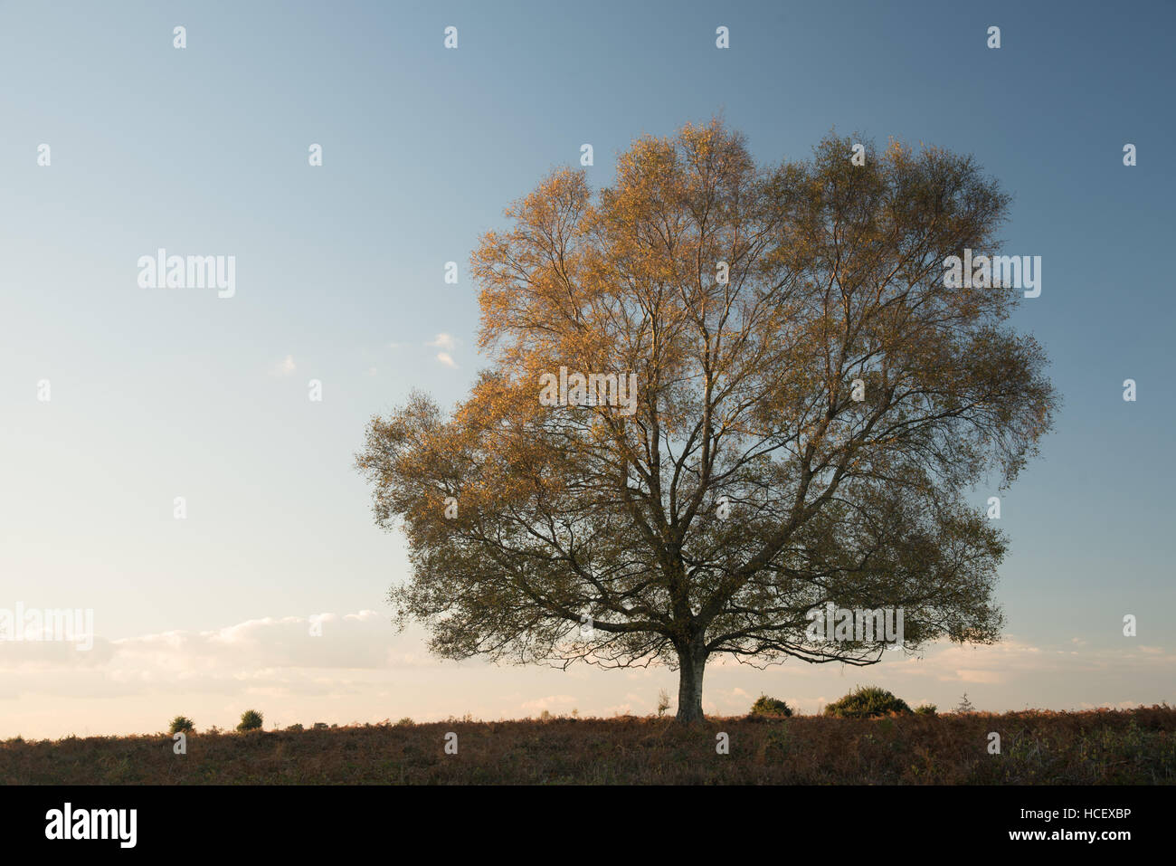 Autumn sunset oak tree hi-res stock photography and images - Alamy