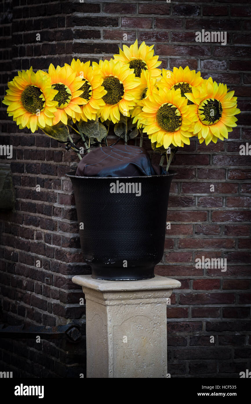 Sunflowers (Helianthus) in Amsterdam Stock Photo Alamy