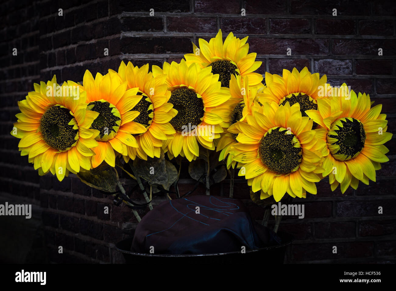 Sunflowers (Helianthus) in Amsterdam Stock Photo Alamy