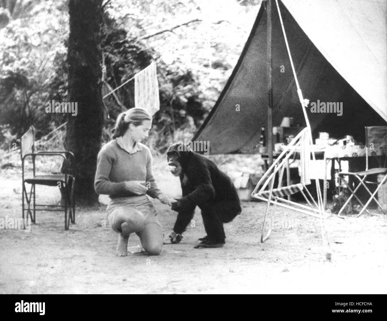 JANE'S JOURNEY, Jane Goodall, circa 1960s, 2010. ©Animal