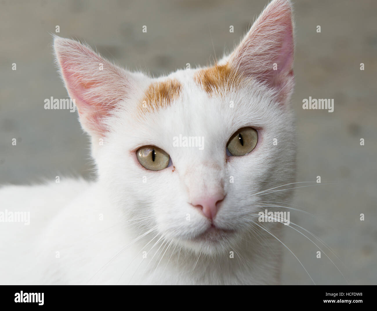 Portrait of a white cat with the green eyes Stock Photo Alamy