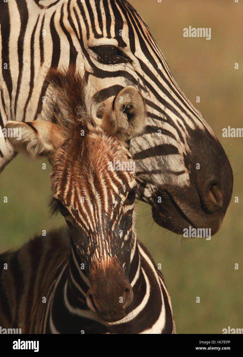 Zebra mother baby hires stock photography and images Alamy