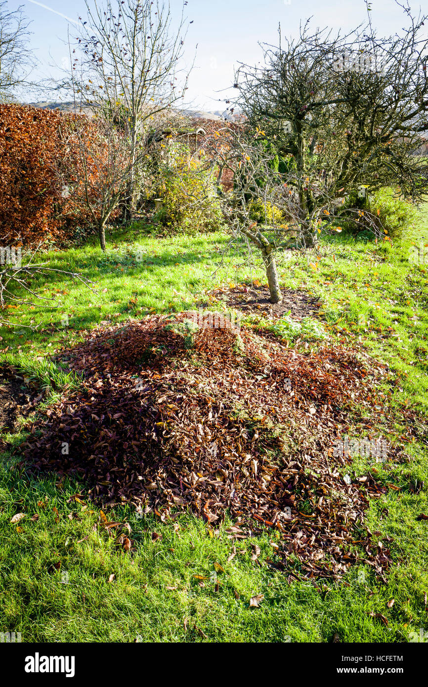 Collected autumn leaves ready to be used as a mulch around apple trees in a small orchard Stock Photo