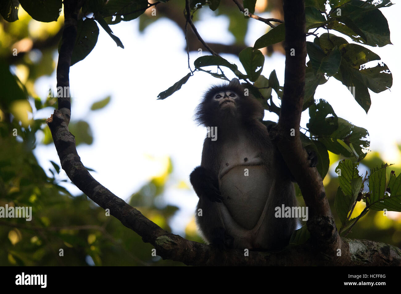 Phyr's leaf monkey or spectacled macaque or spectacled langur in the wild in Tripura, India Stock Photo
