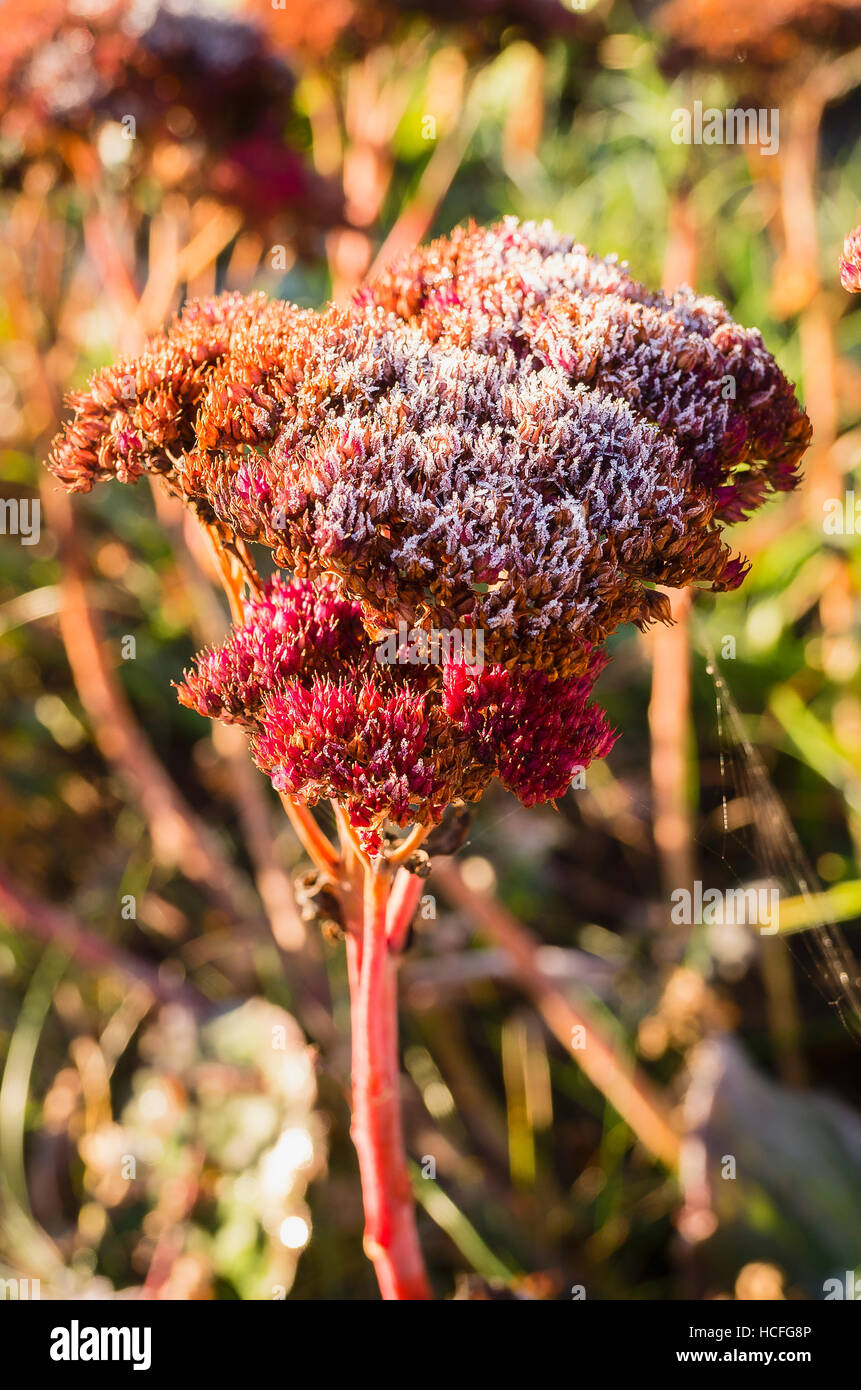 Sedum spectabile seedheads with a light covering of early morning frost Stock Photo