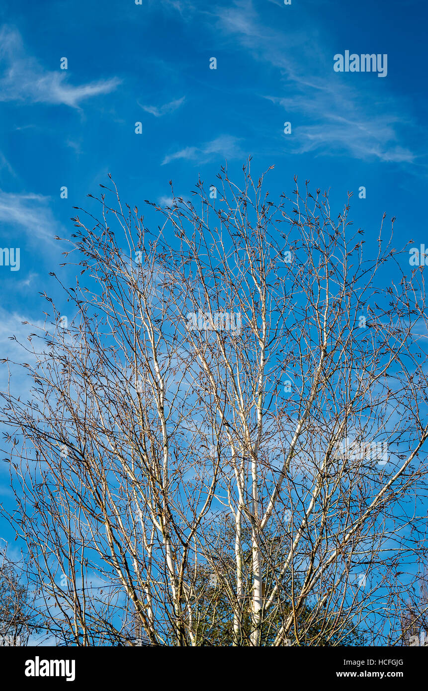 Striking silver white branches of silver birch reach upwards into a blue sky Stock Photo