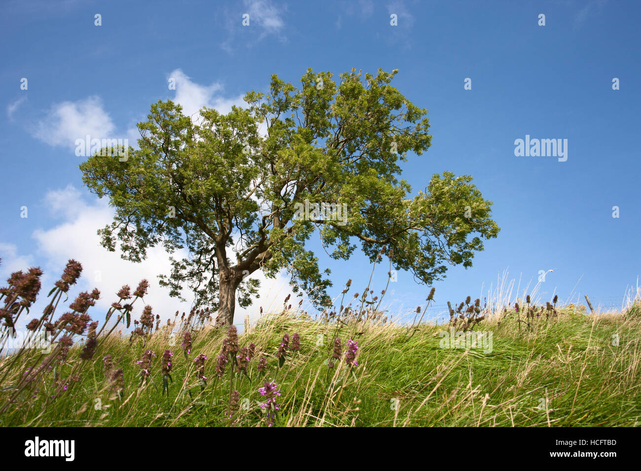 Lone tree on a summers day, Thruscross Reservoir, Washburn Valley, North Yorkshire Dales Stock Photo