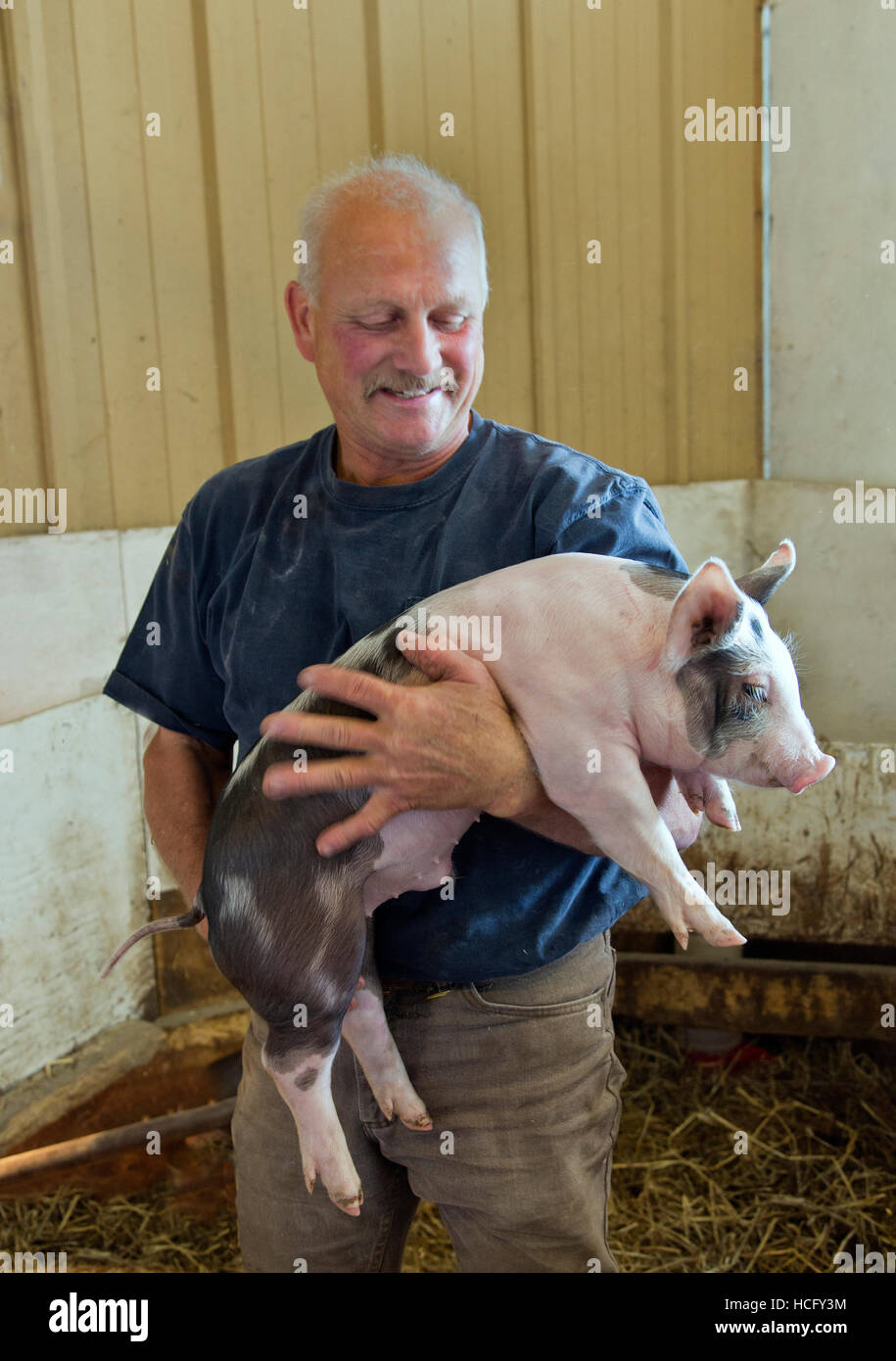Proud farmer displaying  Berkshire Yorkshire weaner pig. Stock Photo