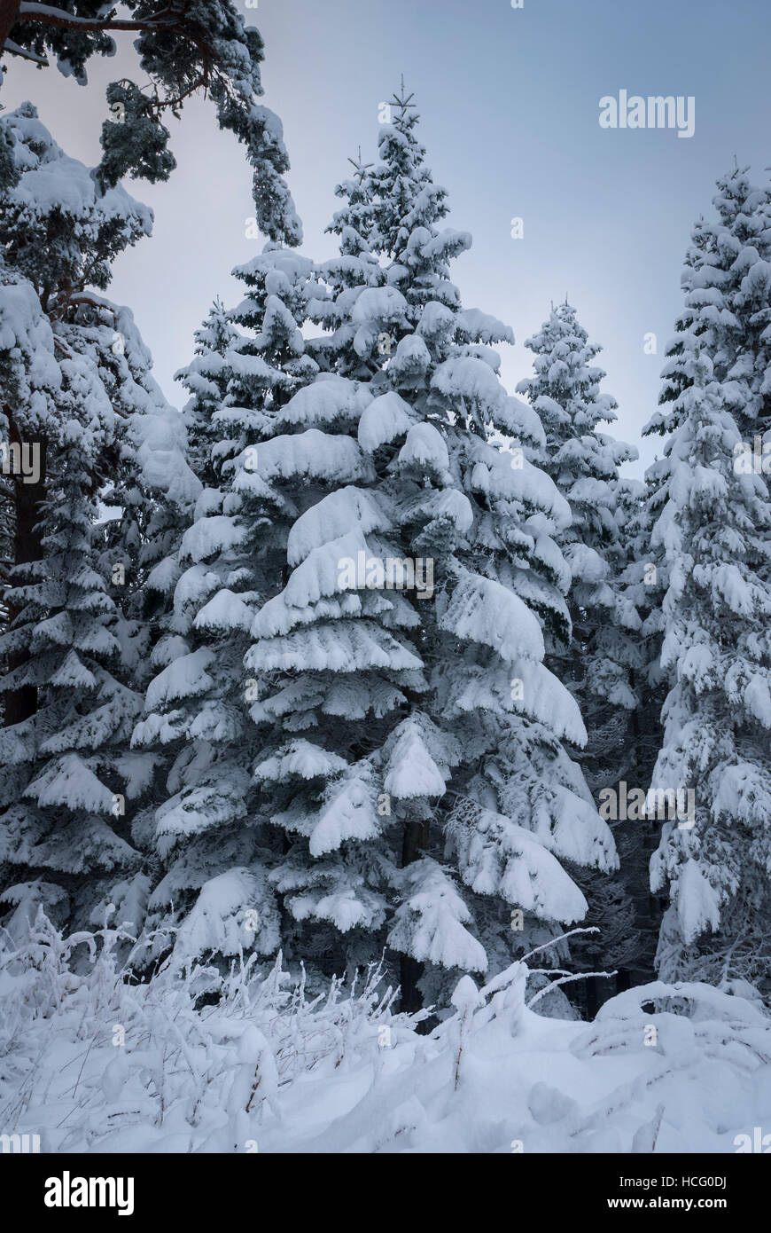 A winter portrait image of a pine tree covered in snow looking like ...