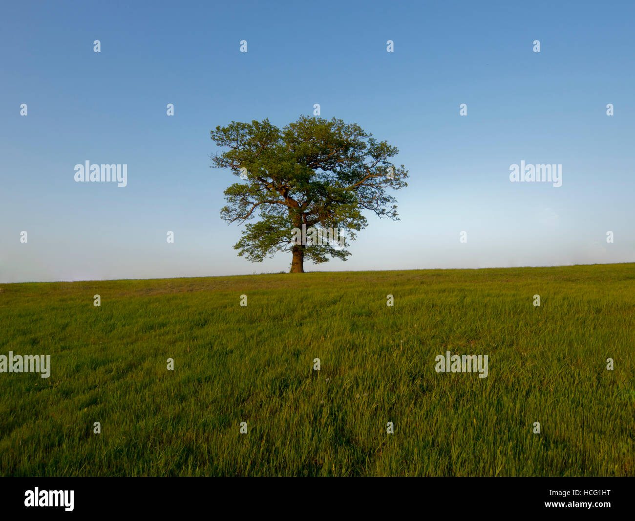 europe, UK, England, Surrey oak in field Rehan Stock Photo