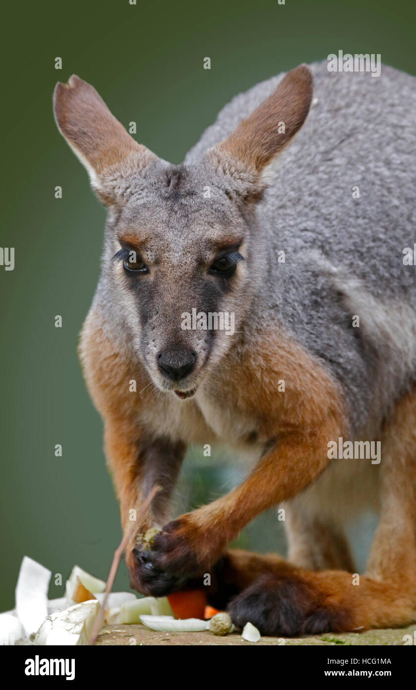 Yellow-Footed Rock-Wallaby (petrogale xanthopus) Stock Photo